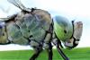 Anax parthenope